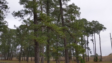 Thumbnail for Pinus serotina