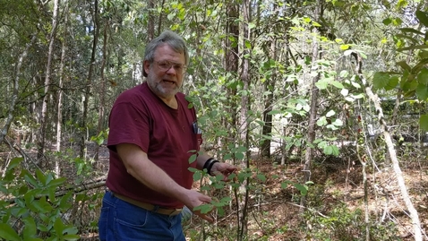 Thumbnail for Amelanchier arborea