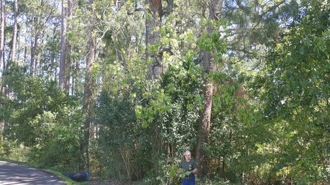 Thumbnail for Populus deltoides