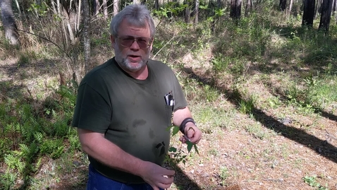 Thumbnail for Toxicodendron radicans
