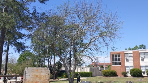 Thumbnail for Gleditsia triacanthos