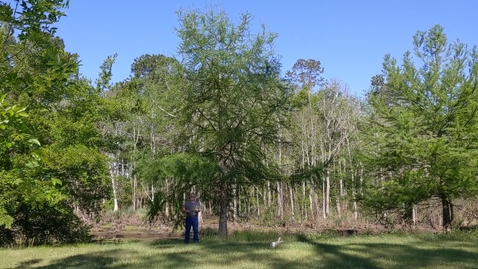 Thumbnail for entry Taxodium distichum and T ascendans