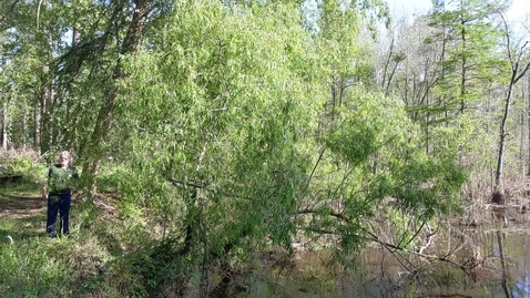 Thumbnail for entry Salix nigra