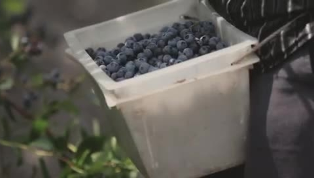 Fresh Stories Dandrea Produce - Local Blueberries