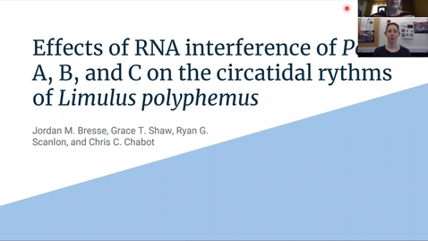 Thumbnail for Effects of RNA interference of Period A, B, and C on the circatidal rythms of Limulus polyphemus