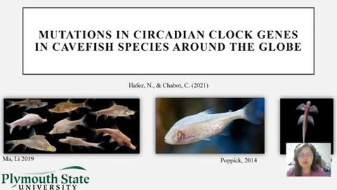 Thumbnail for entry Mutations in Circadian clock genes in cavefish species around the globe