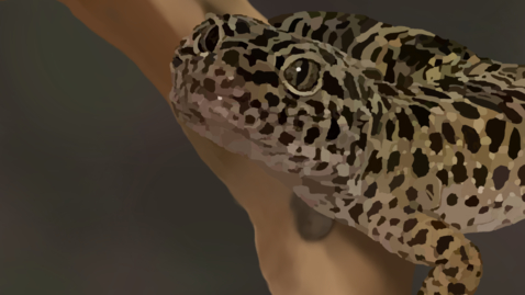Thumbnail for The Eagerness of Eublepharis