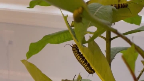 Thumbnail for Aunt Beth's caterpillars!