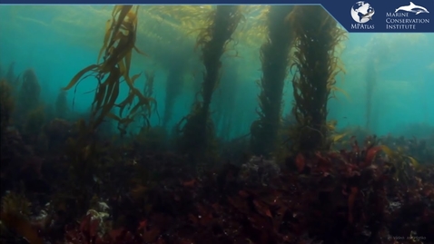 Thumbnail for Mapping Global Marine Protected Area Efforts