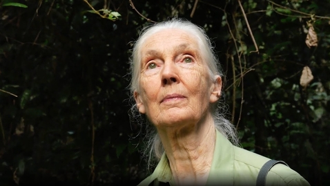 Thumbnail for entry Does Jane Goodall use GIS?