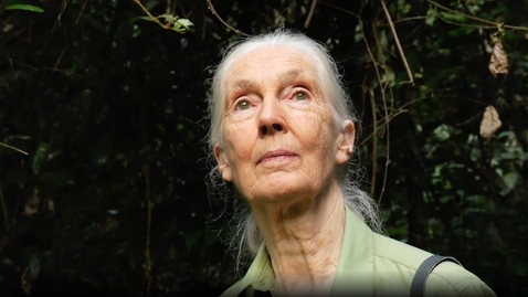 Thumbnail for Does Jane Goodall use GIS?