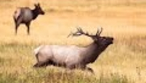 Thumbnail for Wildlife Photo Survey