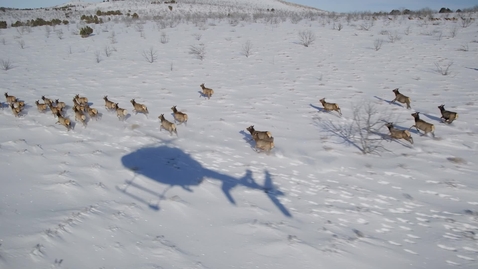 Thumbnail for entry GIS Improves Aerial Surveys for Better Wildlife Management | Nevada Department of Wildlife