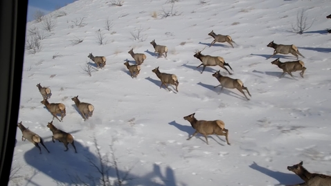 Thumbnail for GIS Helps Keep Wildlife on the Map