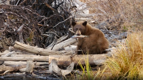 Thumbnail for entry How a National Geographic Explorer keeps bears out of restaurants