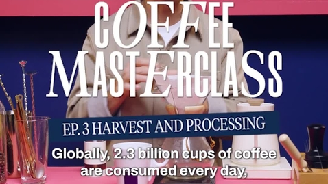 Thumbnail for Harvest &amp; Processing