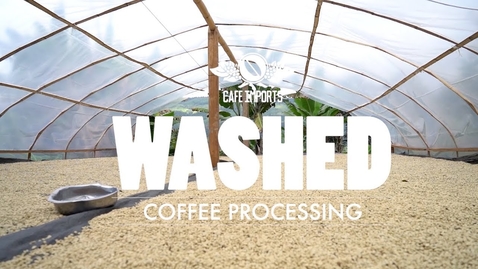 Thumbnail for entry Washed Coffee Processing