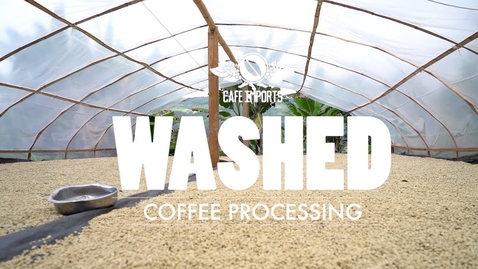 Thumbnail for Washed Coffee Processing