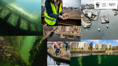 Thumbnail for Marine nature restoration and cooperation