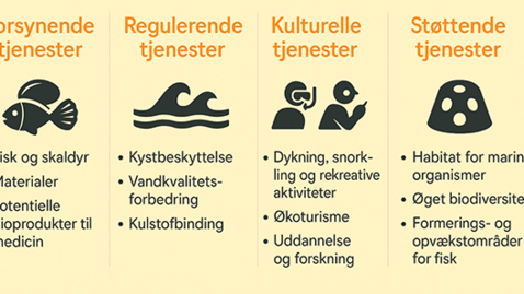 Thumbnail for Gevinster ved at etablere rev – hvad får samfundet reelt ud af dem