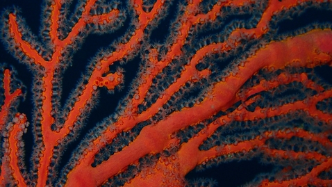 Thumbnail for Bloom x IDA præsenterer: I symbiosens tidsalder 