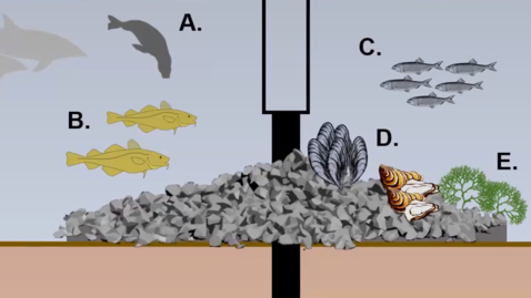 Thumbnail for entry Tabte og kommende rev i Nordsøen: Kan havmøllers fundamenter fungere som naturbaserede løsninger?