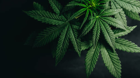 Thumbnail for Cannabis: planten med de 1001 aktive stoffer