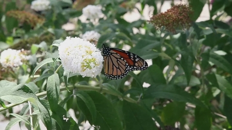 Thumbnail for Paths Example