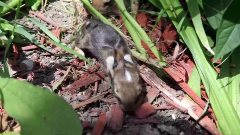 Thumbnail for Baby rabbits