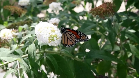 Thumbnail for Monarch butterfly - OPEN ACCESS