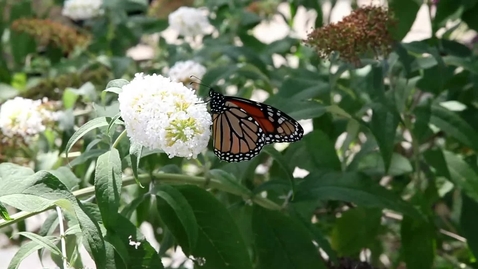 Thumbnail for Monarch butterfly - Hotspots Example