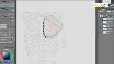 Miniatura para Figura Humana: Construcción de músculos pectorales