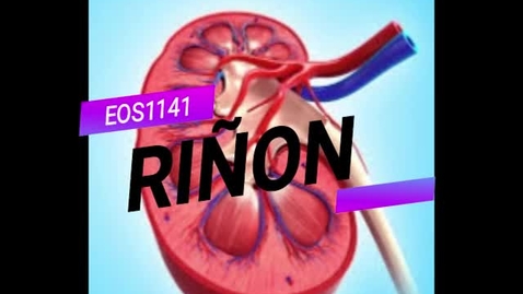 Miniatura para Riñón