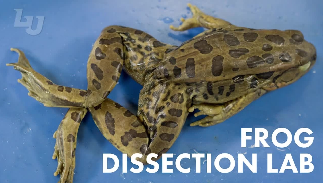 Frog Dissection Lab