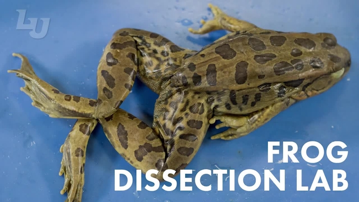 Frog Dissection Lab