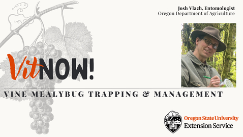 Thumbnail for Vit Now! Vine Mealybug Trapping &amp; Management Update