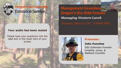 Thumbnail for Management Considerations for Oregon's Dry-side Forests: Western Larch