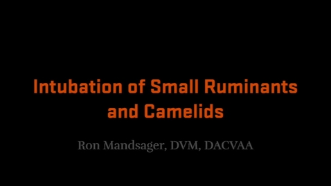 Thumbnail for Intubation of Small Ruminants and Camelids