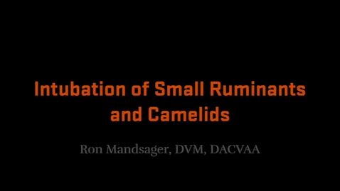 Thumbnail for entry Intubation of Small Ruminants and Camelids