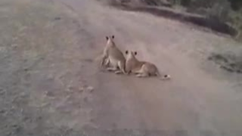 Thumbnail for Where the lions are