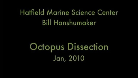 Thumbnail for entry Octopus Dissection
