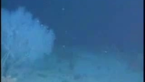 Thumbnail for Great Blue Engine - Coral