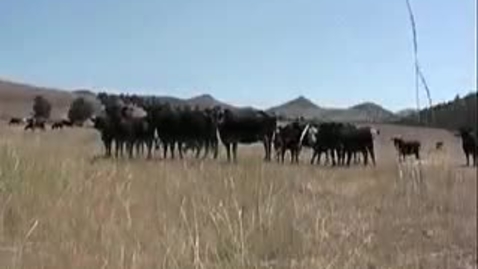 Thumbnail for A Working Ranch with an effective medusahead management prog