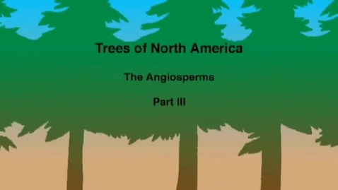 Thumbnail for entry Trees of North America: The Angiosperms Part III