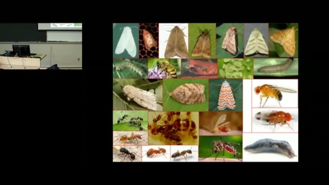 Thumbnail for Sex pheromone biosynthesis in moths by Dr. Man-Yeon Choi