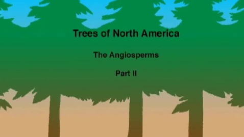Thumbnail for entry Trees of North America: The Angiosperms Part II