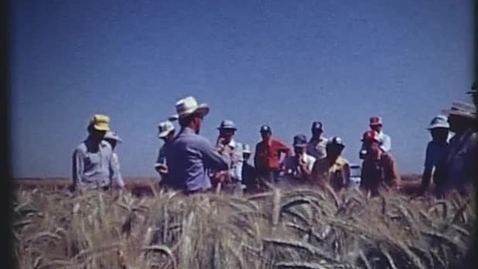 Thumbnail for Warren Kronstad, Norman Borlaug and Oregon farmers studying CIMMYT wheat at the CIANO testing location near Ciudad Obregón, Mexico. April 1979.