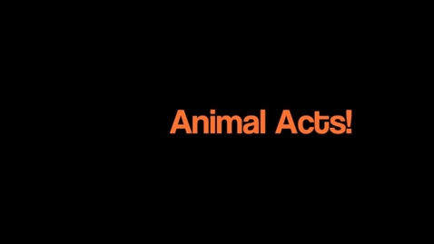 Thumbnail for entry Animal Acts – BEPA 2.0 Activity Video