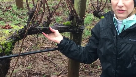 Thumbnail for How to Renew a Grapevine Cordon