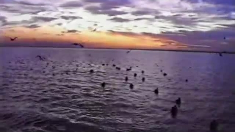 Thumbnail for &quot;Consequences and Management of Fisheries Bycatch,&quot; 1996